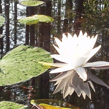 Mindfulness & Meditation for Mental Health (4 week course)