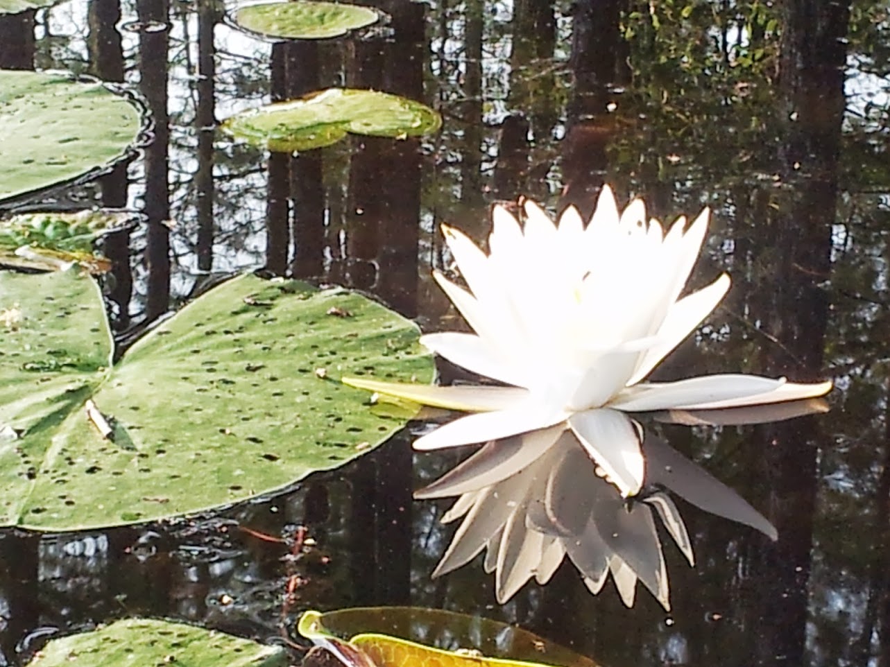 Mindfulness & Meditation for Mental Health (4 week course)